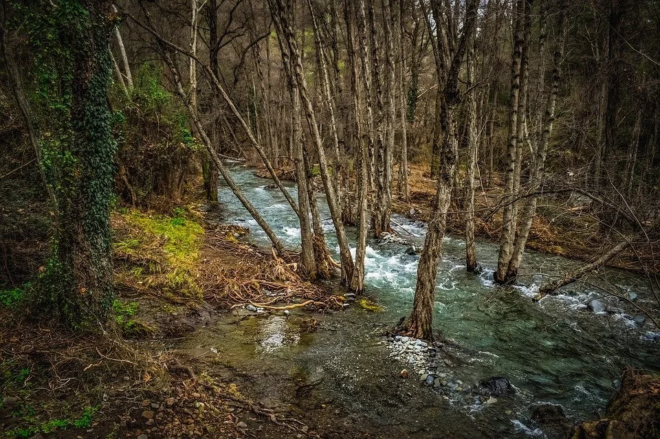 Stream, Creek, River, Scenery, Nature, Forest, Trees